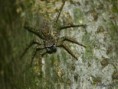 /album/arachnida/menemerus-semilimbatus-jpg/